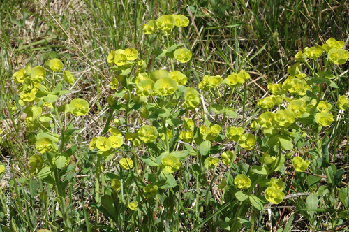 euphorbe puplus, Euphorbia peplus photo