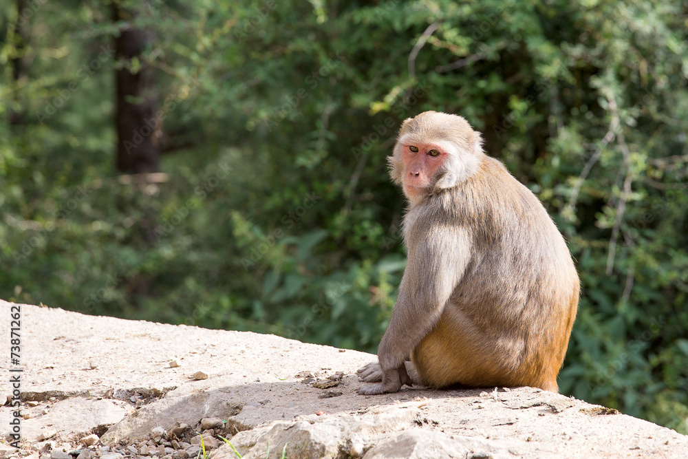 Macaque monkey in Mcleod Ganj, Dharamsala, India.