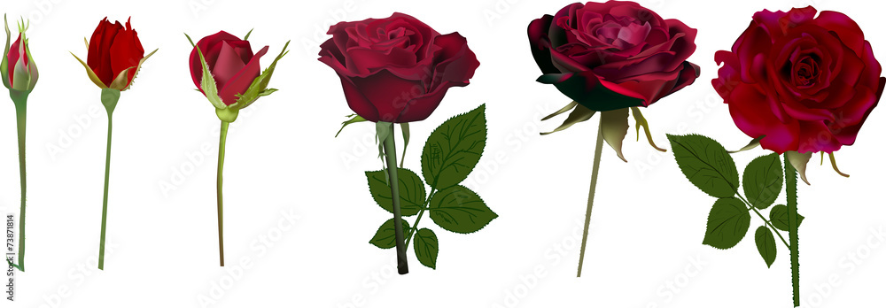 rose blossoming stages isolated on white - obrazy, fototapety, plakaty 
