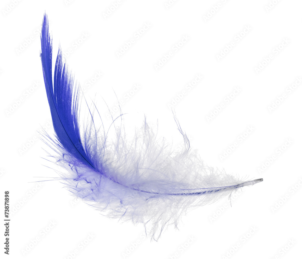 isolated dark blue feather
