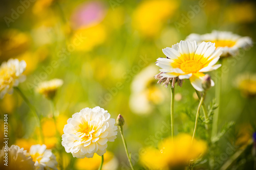 Fototapeta Naklejka Na Ścianę i Meble -  Sommerwiese
