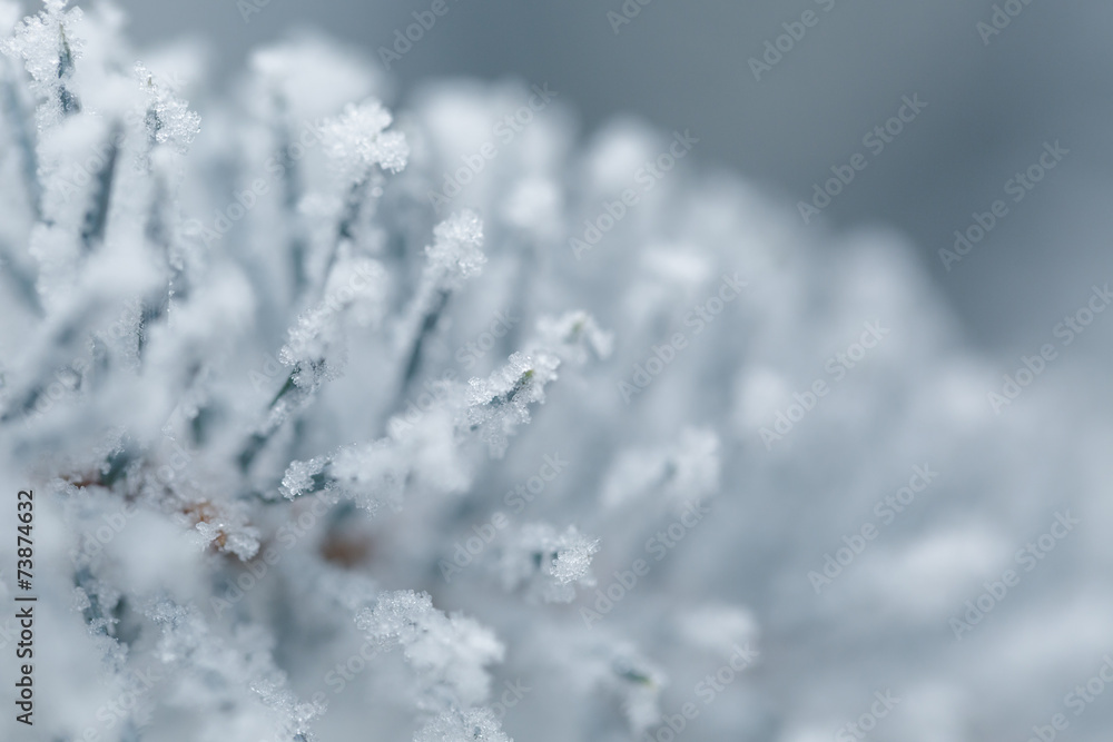 frosty fir twigs in winter covered with rime
