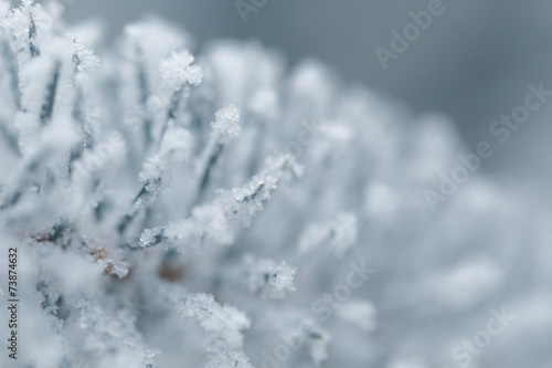 frosty fir twigs in winter covered with rime © GCapture