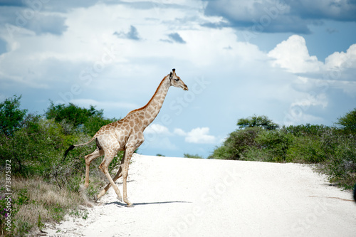 Schilderij op canvas Giraffa, Namibia, Africa