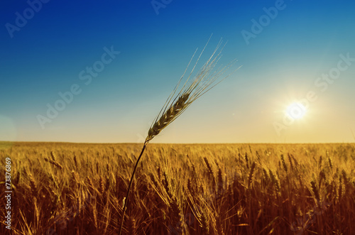 golden field with harvest and sunset