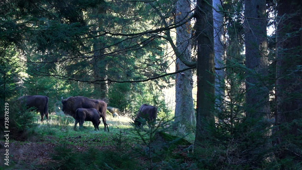 Wisent Wisent