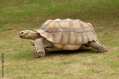 walking tortoise 9201