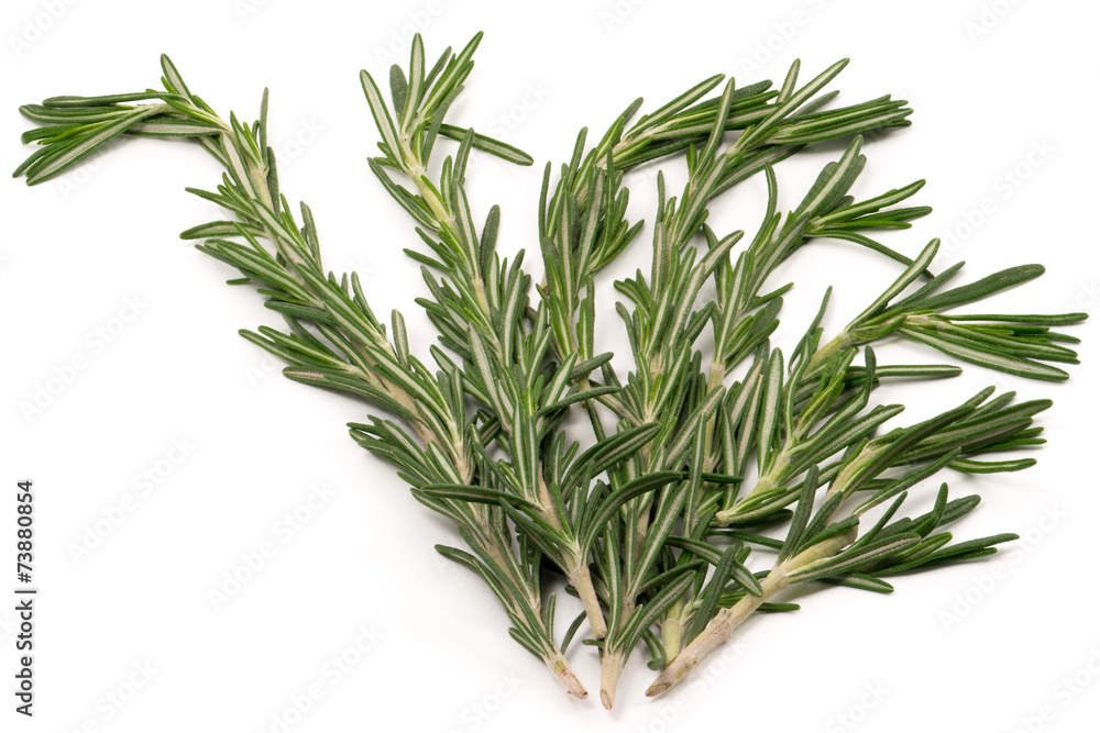 Fototapeta premium Sprigs of rosemary