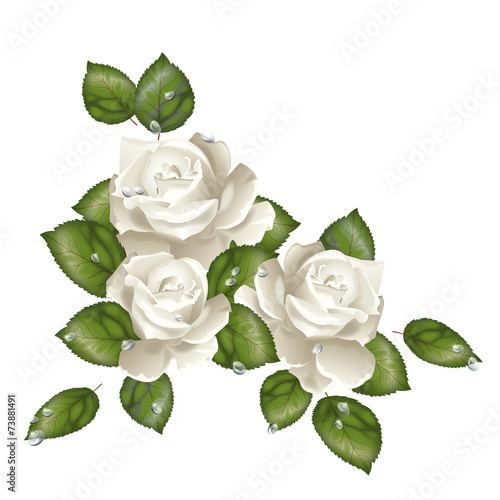 Rose bianche