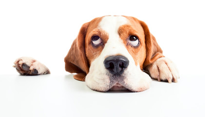 beagle