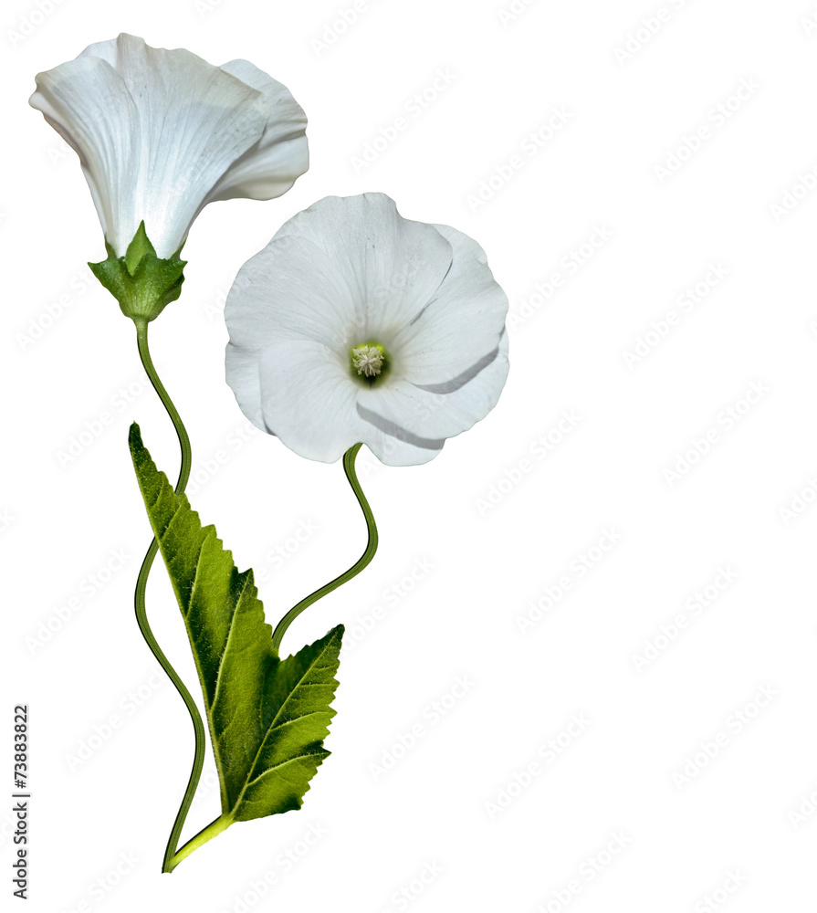 Obraz premium mallow flowers isolated on white background