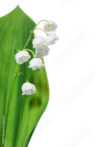 Fototapeta Naklejka Na Ścianę i Meble -  Lily of the valley