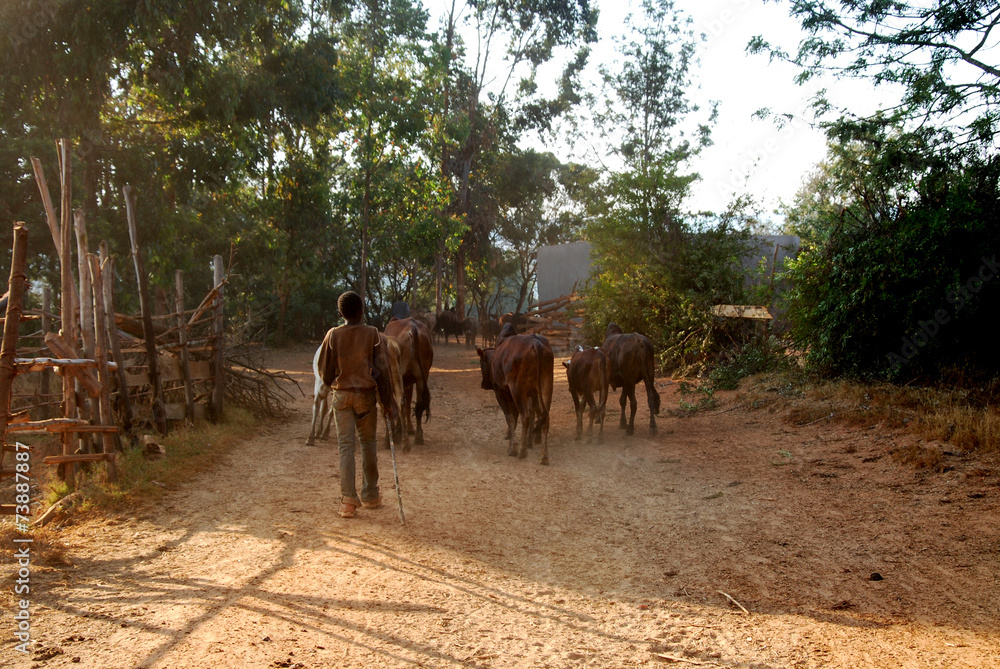African herders bring small herds of cows grazing-Tanzania-Afric African herders bring small herds of cows grazing-Tanzania-Afric