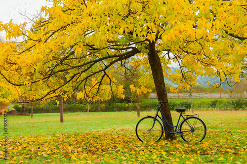 Vintage bicycle leaning against a tree and autumn leaves