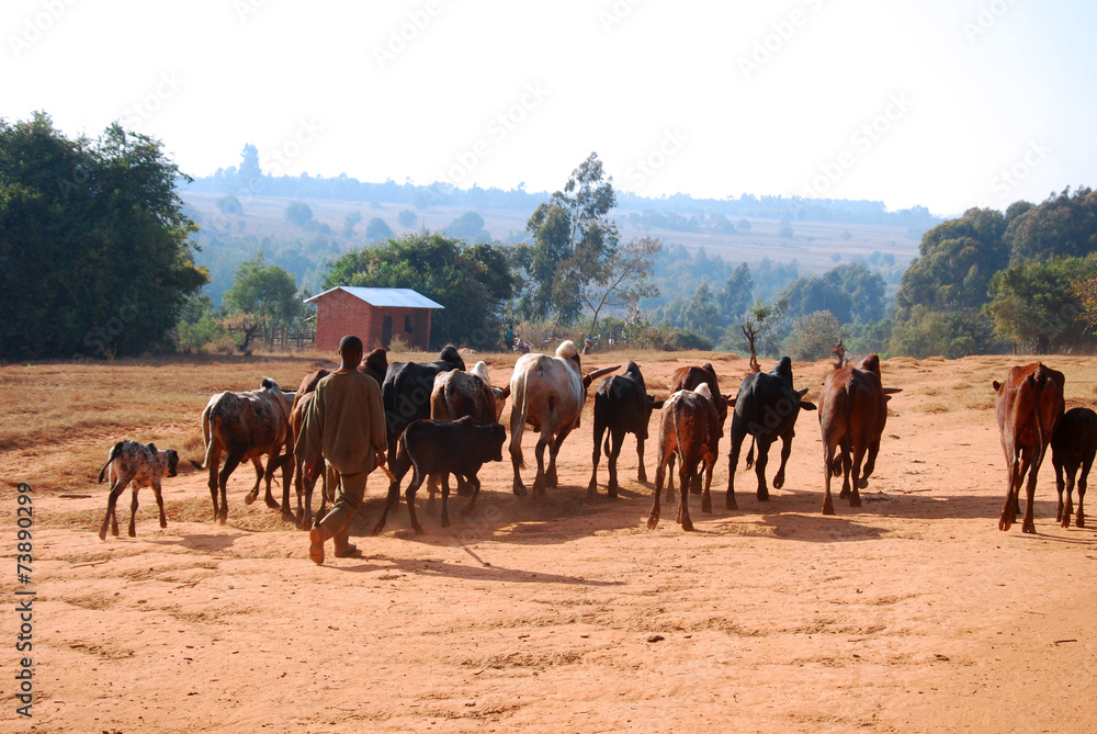 African herders bring small herds of cows grazing-Tanzania-Afric