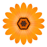 Orange Mandala Flower Ornament. Kaleidoscope Pattern Isolated