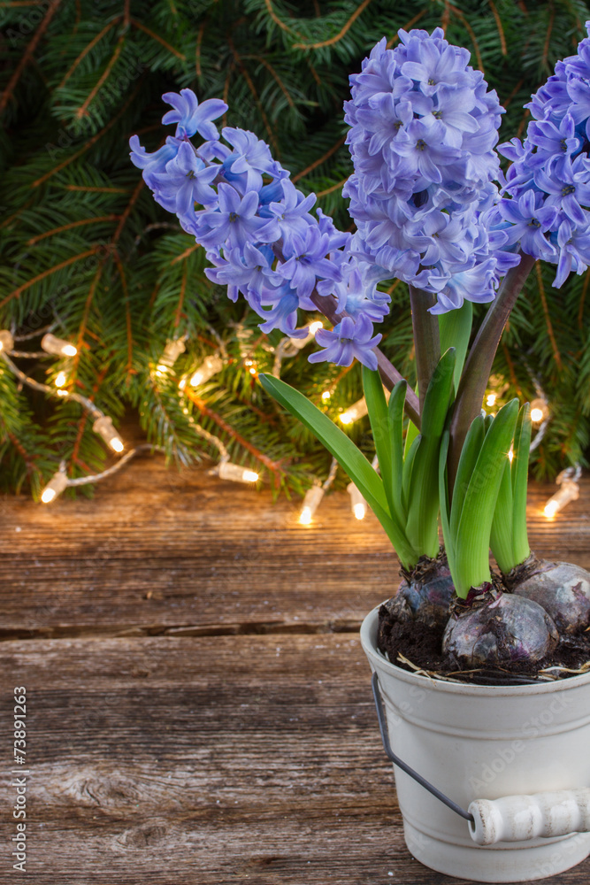 winter hyacinth