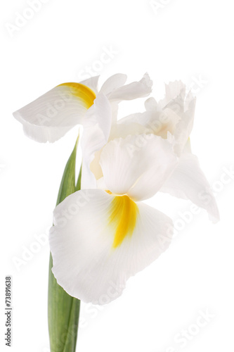 Fototapeta Naklejka Na Ścianę i Meble -  White iris