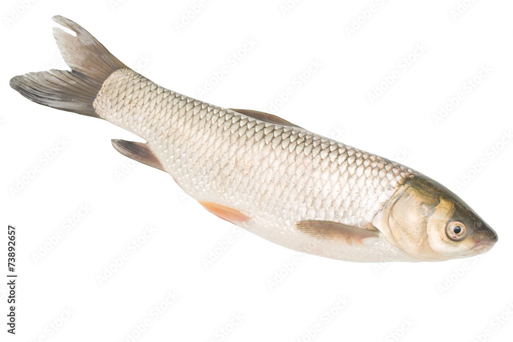 fish on a white background fish on a white background
