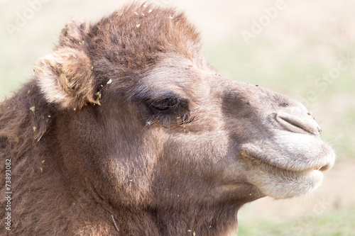 camel portrait in nature © schankz