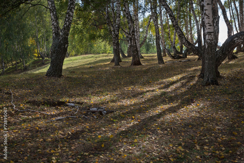Birch grove