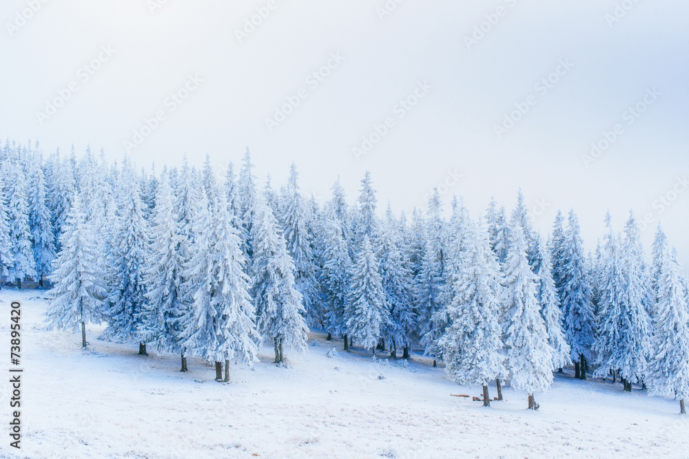 Obraz premium wonderful winter landscape