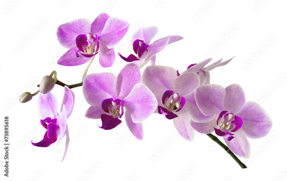 Fototapeta premium Pink streaked orchid flower, isolated