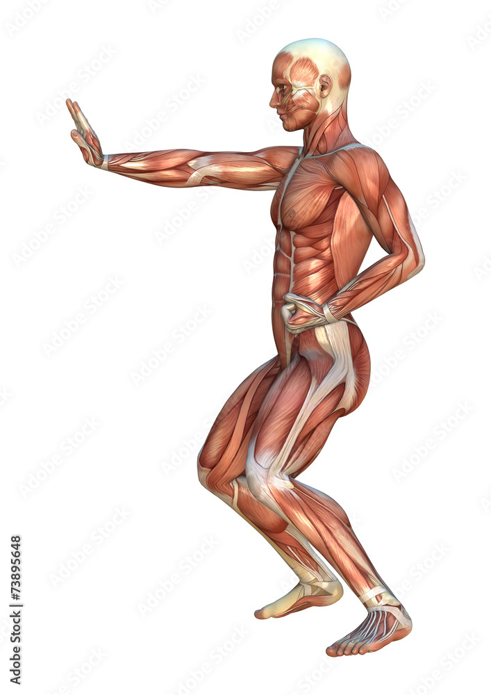 Muscle Maps Muscle Maps