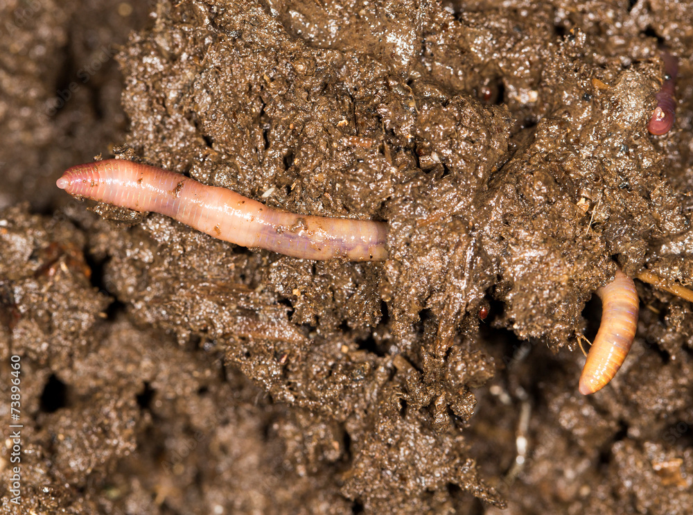 red worm manure red worm manure