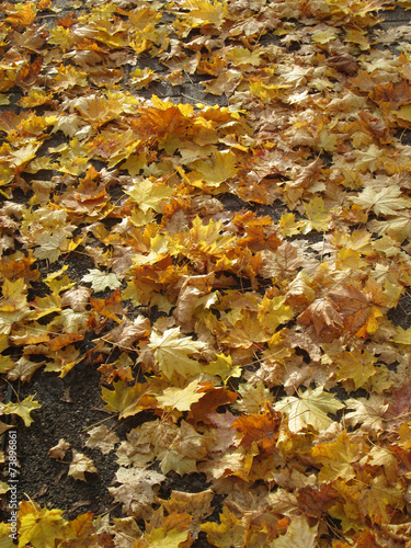 Orange Autumn leaf on floor