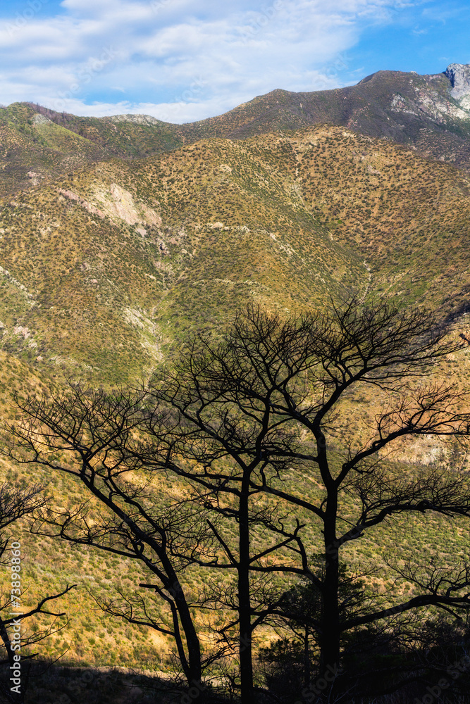 Obraz premium trees silhouette