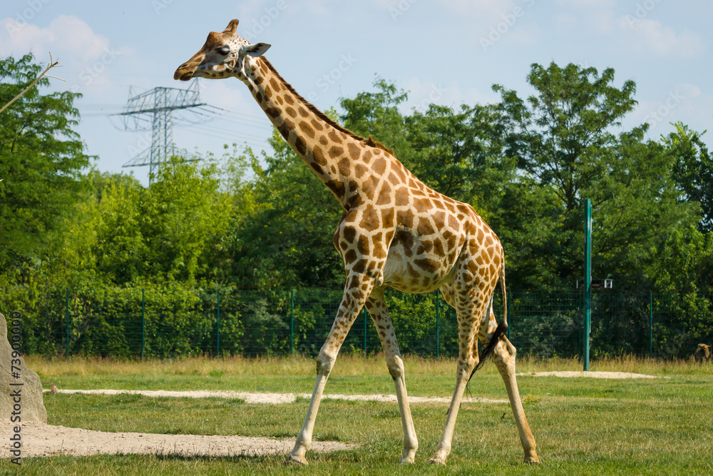 Obraz premium Giraffe