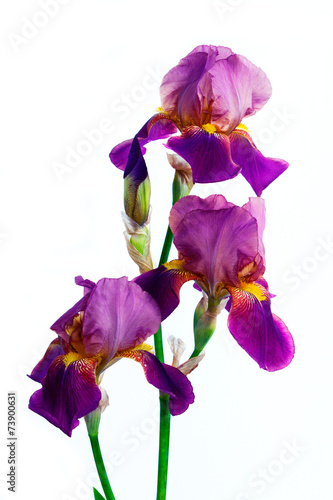 Fototapeta Naklejka Na Ścianę i Meble -  Violet flower iris