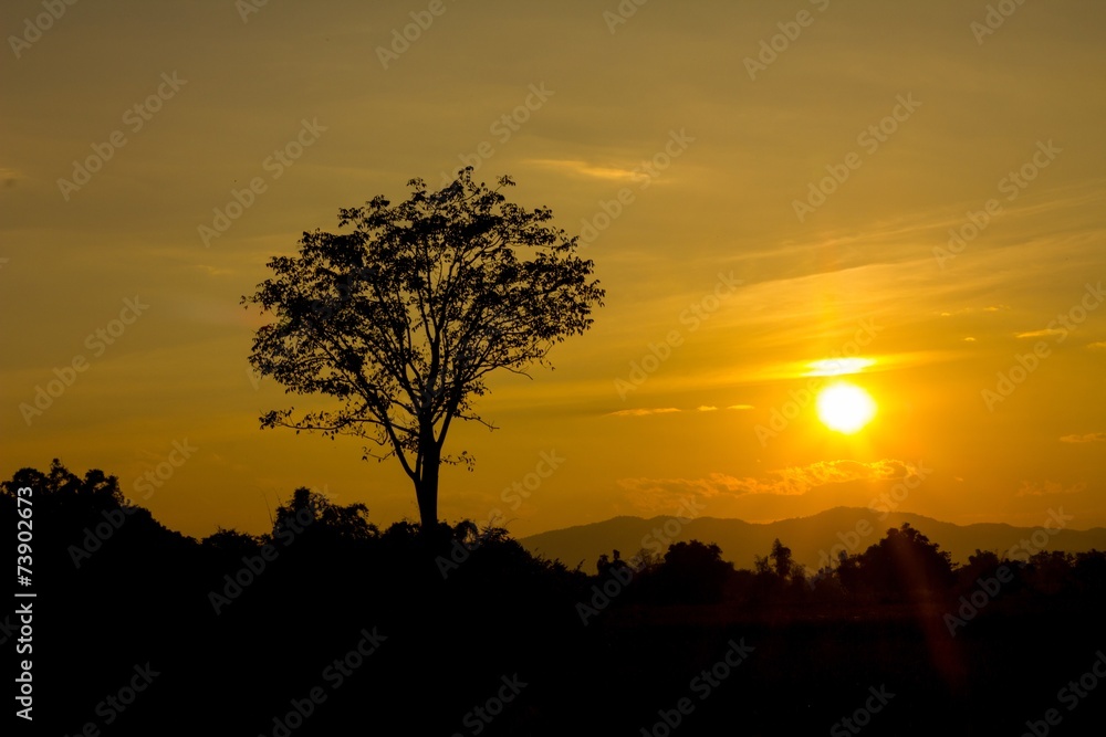Beautiful landscape image with sun and trees silhouette at sunse