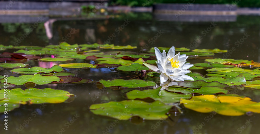 The Waterlily