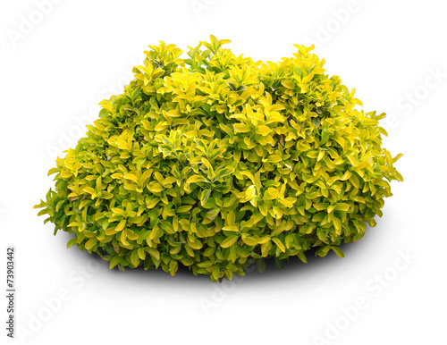 Fotografia Fresh goldish shrub plant on white background