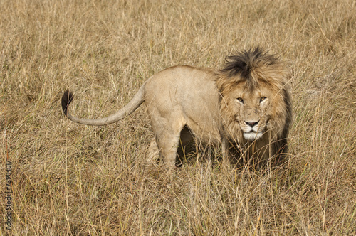 East African Lion (Panthera leo nubica) photo