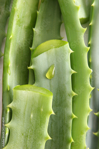 aloe vera