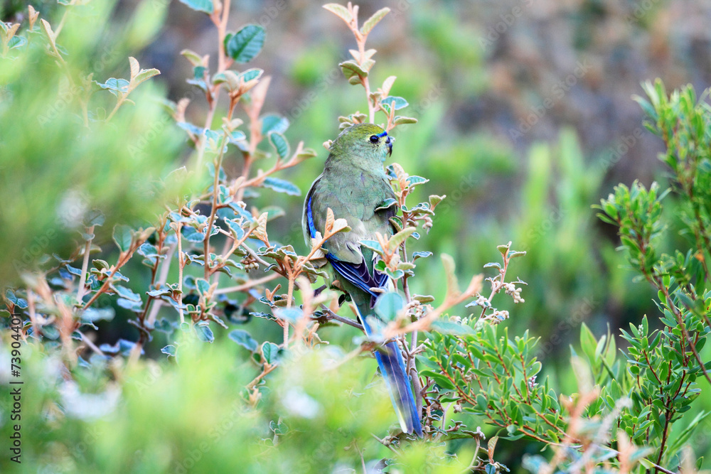 Fototapeta premium Blue-winged Parrot (Neophema chrysostoma) in south Australia