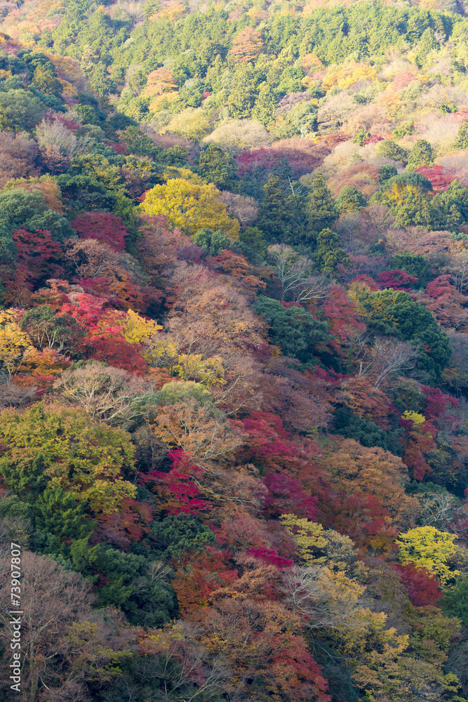 秋色の京都嵐山