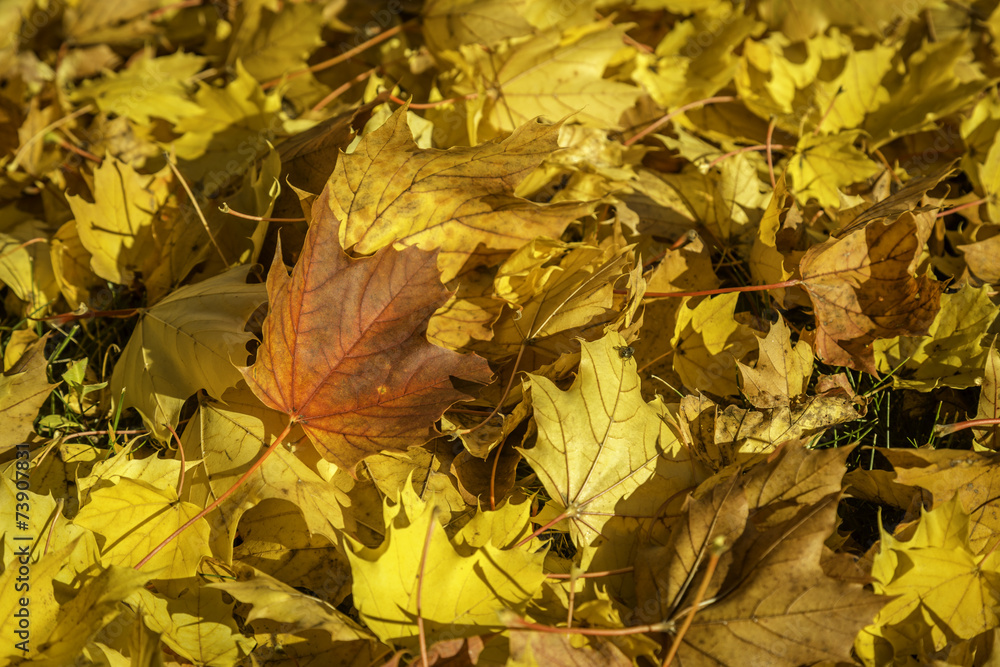 Obraz premium Fall Leaves