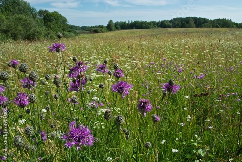 field flowers on grassland