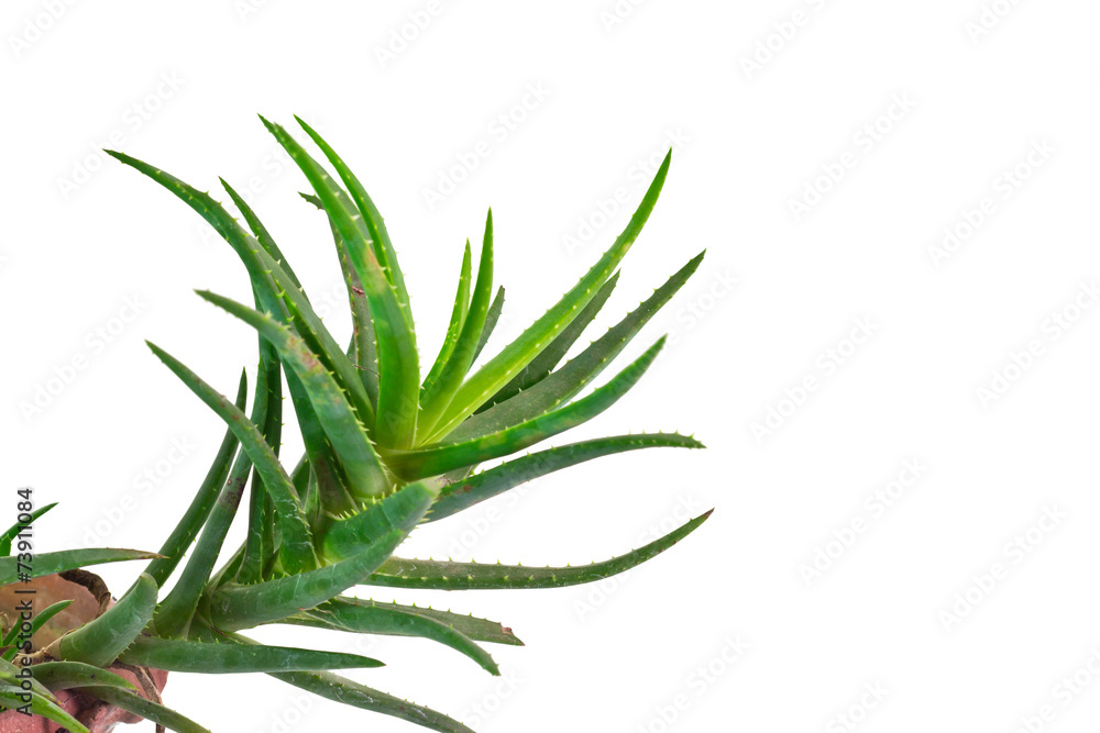 Fototapeta premium Aloe Vera Plant