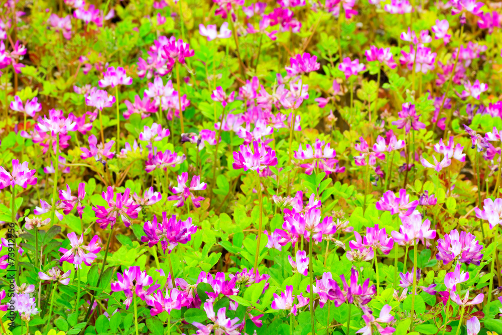 Obraz premium Field of chinese milk vetch, Astragalus sinicus