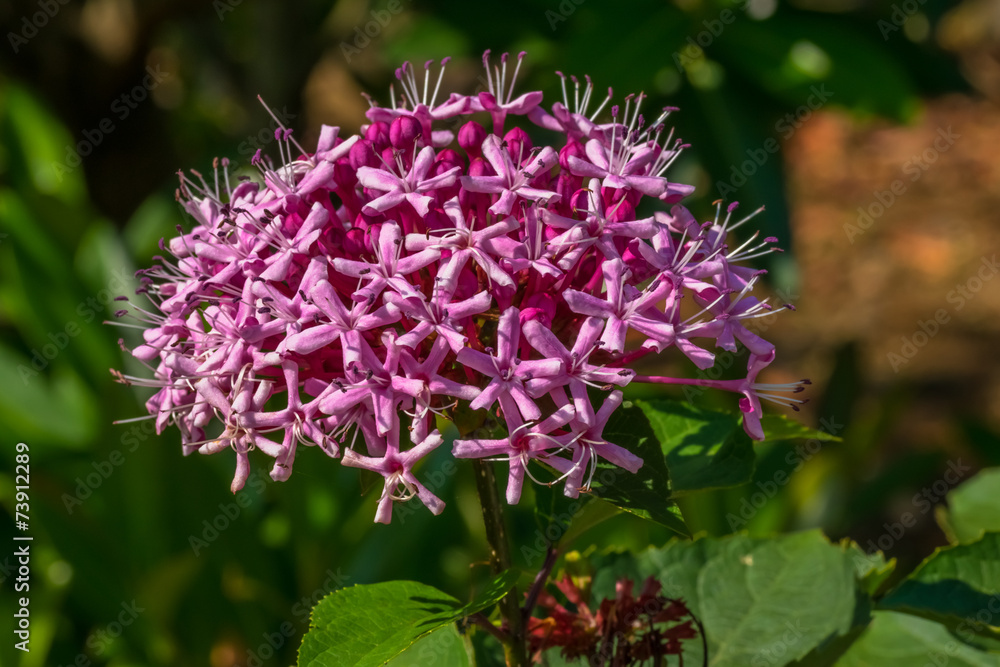 Clerodendrum bungei, Verbenaceae, southern China Clerodendrum bungei, Verbenaceae, southern China