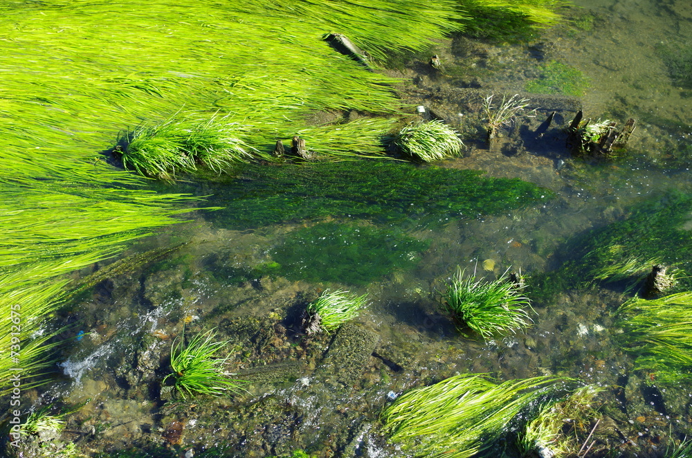 善福寺川と水草