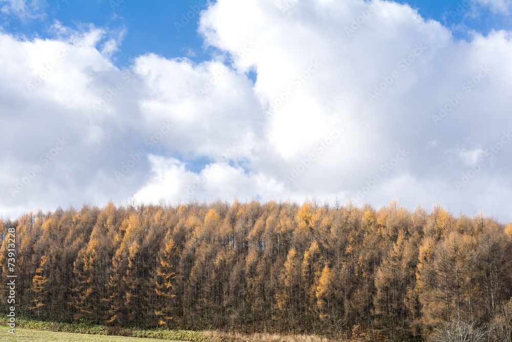 Fototapeta premium 美瑛のカラマツ林の黄葉と空