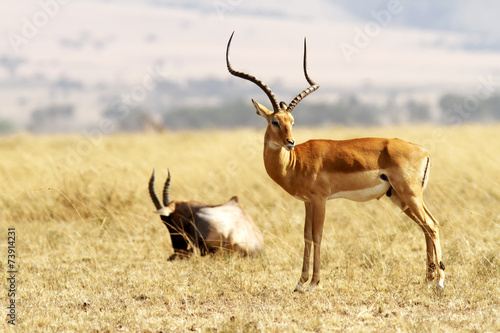 Grant s Gazelle on the Masai Mara in Africa