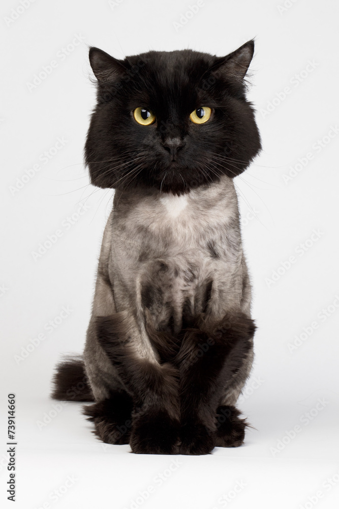 shaved black cat
