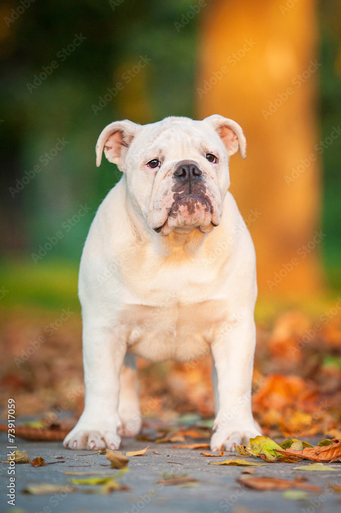 English bulldog puppy standing in the park in autumn